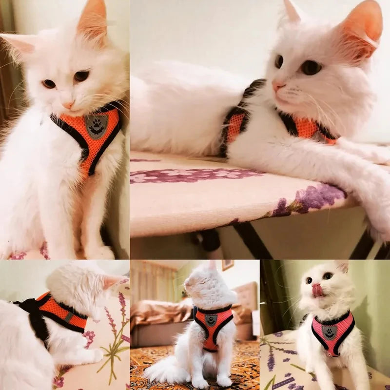 Imbracatura e Guinzaglio per Gatti e Cani – Collare Regolabile, Sistema Anti-Evasione per Passeggiate Sicure e Confortevoli