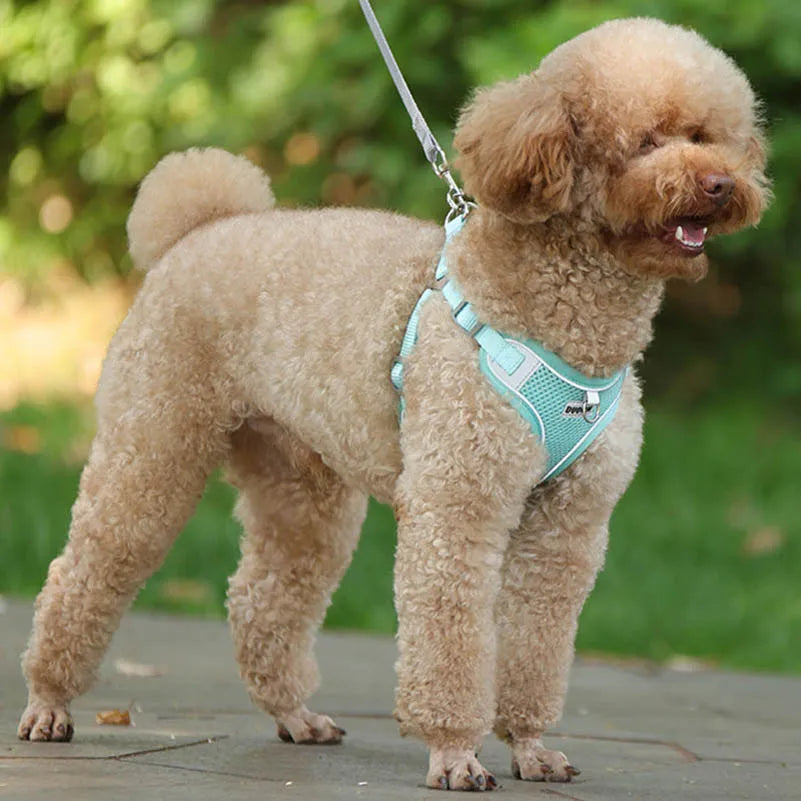 Dog Harness with Leash and Harness Set - Comfortable, Adjustable and Perfect for Small and Medium Dogs Like Chihuahua and Bulldog