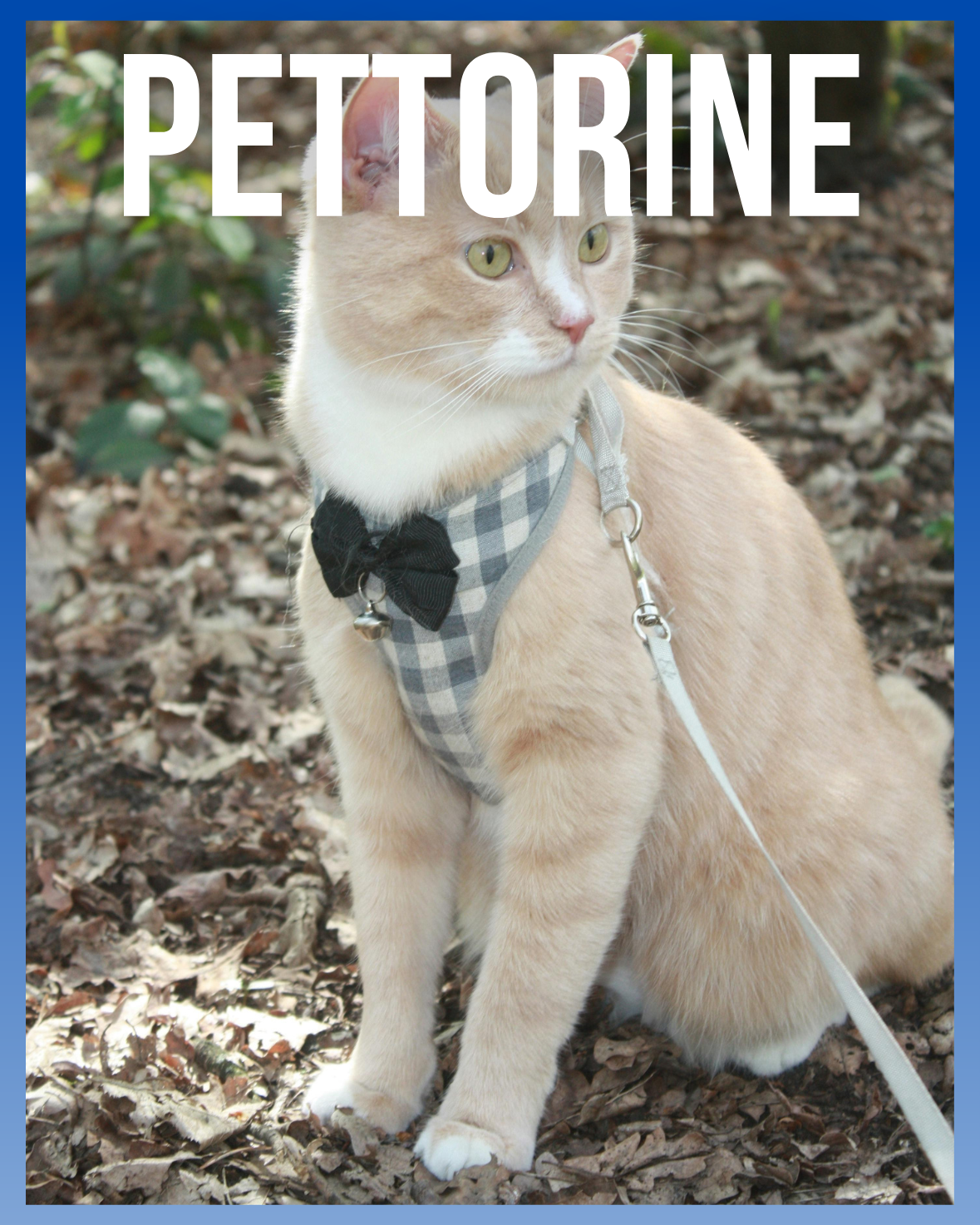 Pettorine